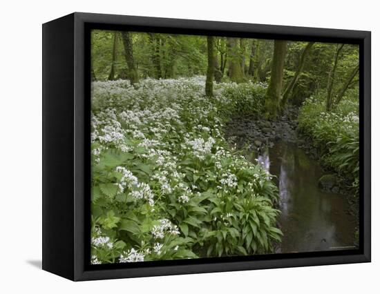 Wild Garlic, or Ramson, Allium Ursinum, Lancashire, England, United Kingdom-Steve & Ann Toon-Framed Premier Image Canvas