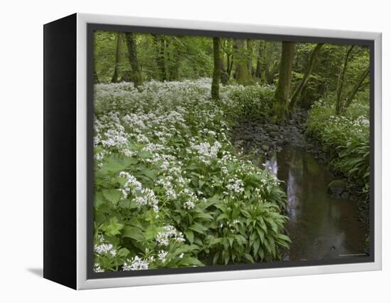 Wild Garlic, or Ramson, Allium Ursinum, Lancashire, England, United Kingdom-Steve & Ann Toon-Framed Premier Image Canvas