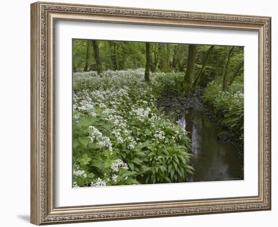 Wild Garlic, or Ramson, Allium Ursinum, Lancashire, England, United Kingdom-Steve & Ann Toon-Framed Photographic Print