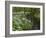 Wild Garlic, or Ramson, Allium Ursinum, Lancashire, England, United Kingdom-Steve & Ann Toon-Framed Photographic Print