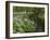 Wild Garlic, or Ramson, Allium Ursinum, Lancashire, England, United Kingdom-Steve & Ann Toon-Framed Photographic Print