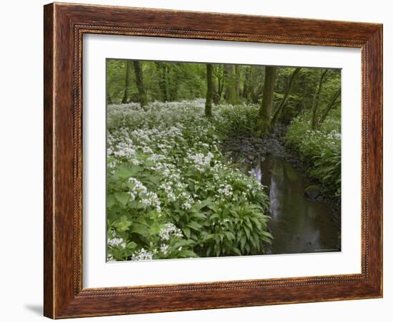 Wild Garlic, or Ramson, Allium Ursinum, Lancashire, England, United Kingdom-Steve & Ann Toon-Framed Photographic Print