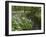 Wild Garlic, or Ramson, Allium Ursinum, Lancashire, England, United Kingdom-Steve & Ann Toon-Framed Photographic Print