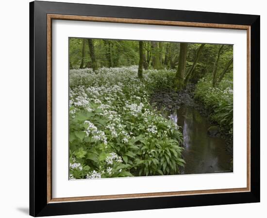 Wild Garlic, or Ramson, Allium Ursinum, Lancashire, England, United Kingdom-Steve & Ann Toon-Framed Photographic Print