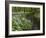 Wild Garlic, or Ramson, Allium Ursinum, Lancashire, England, United Kingdom-Steve & Ann Toon-Framed Photographic Print