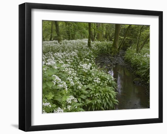 Wild Garlic, or Ramson, Allium Ursinum, Lancashire, England, United Kingdom-Steve & Ann Toon-Framed Photographic Print