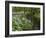 Wild Garlic, or Ramson, Allium Ursinum, Lancashire, England, United Kingdom-Steve & Ann Toon-Framed Photographic Print