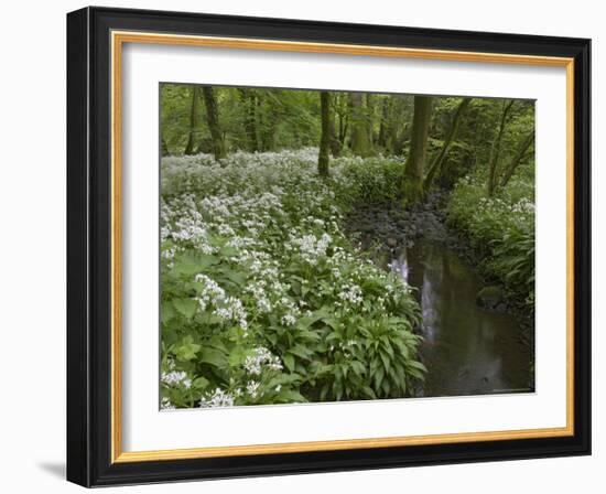 Wild Garlic, or Ramson, Allium Ursinum, Lancashire, England, United Kingdom-Steve & Ann Toon-Framed Photographic Print