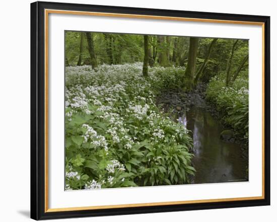 Wild Garlic, or Ramson, Allium Ursinum, Lancashire, England, United Kingdom-Steve & Ann Toon-Framed Photographic Print