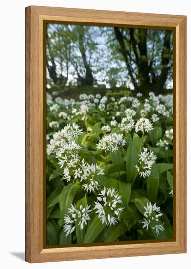 Wild Garlic - Ramsons (Allium Ursinum) Flowering In, Woodland, Cornwall, England, UK, May-Ross Hoddinott-Framed Premier Image Canvas