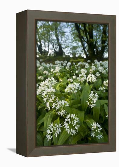 Wild Garlic - Ramsons (Allium Ursinum) Flowering In, Woodland, Cornwall, England, UK, May-Ross Hoddinott-Framed Premier Image Canvas