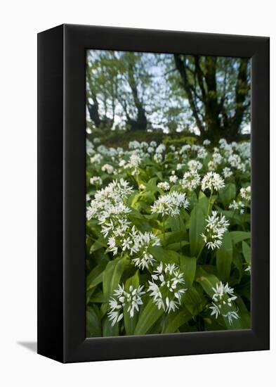 Wild Garlic - Ramsons (Allium Ursinum) Flowering In, Woodland, Cornwall, England, UK, May-Ross Hoddinott-Framed Premier Image Canvas