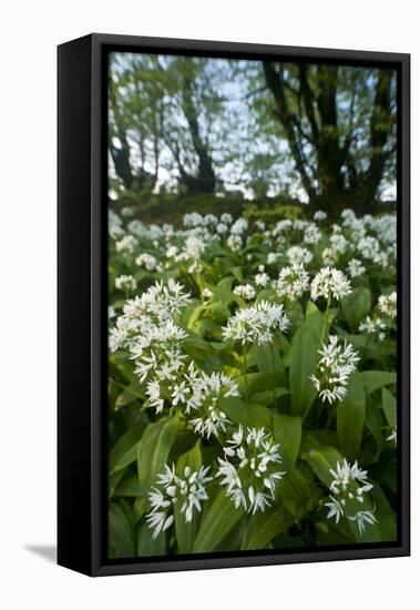 Wild Garlic - Ramsons (Allium Ursinum) Flowering In, Woodland, Cornwall, England, UK, May-Ross Hoddinott-Framed Premier Image Canvas