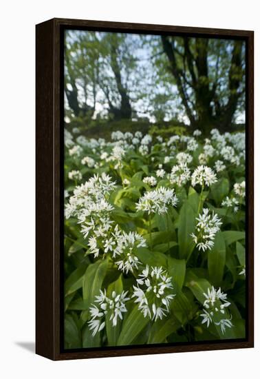 Wild Garlic - Ramsons (Allium Ursinum) Flowering In, Woodland, Cornwall, England, UK, May-Ross Hoddinott-Framed Premier Image Canvas