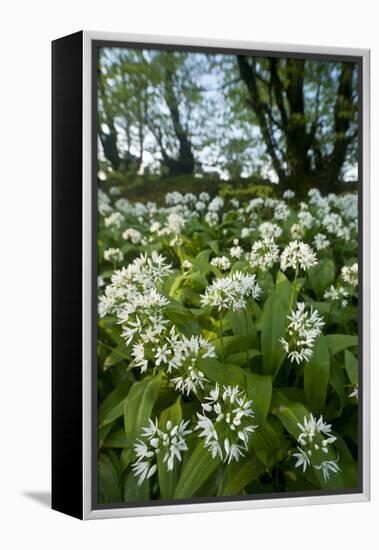 Wild Garlic - Ramsons (Allium Ursinum) Flowering In, Woodland, Cornwall, England, UK, May-Ross Hoddinott-Framed Premier Image Canvas