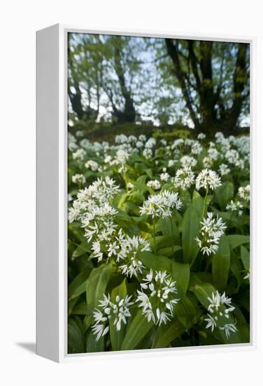 Wild Garlic - Ramsons (Allium Ursinum) Flowering In, Woodland, Cornwall, England, UK, May-Ross Hoddinott-Framed Premier Image Canvas