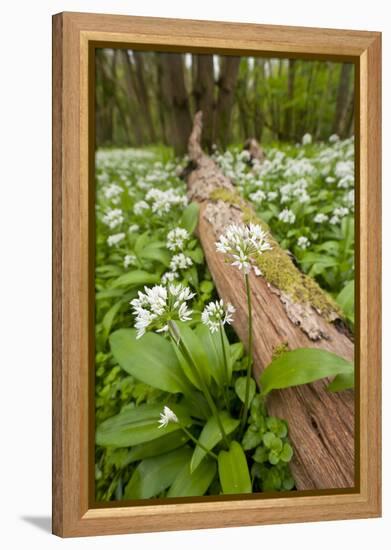 Wild Garlic - Ramsons (Allium Ursinum) Flowering in Woodland, Cornwall, England, UK, May-Ross Hoddinott-Framed Premier Image Canvas