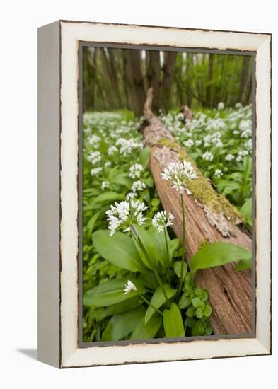 Wild Garlic - Ramsons (Allium Ursinum) Flowering in Woodland, Cornwall, England, UK, May-Ross Hoddinott-Framed Premier Image Canvas