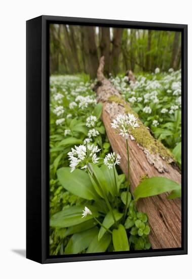 Wild Garlic - Ramsons (Allium Ursinum) Flowering in Woodland, Cornwall, England, UK, May-Ross Hoddinott-Framed Premier Image Canvas