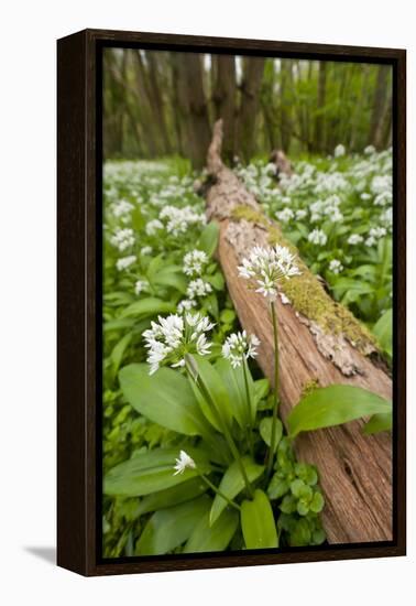 Wild Garlic - Ramsons (Allium Ursinum) Flowering in Woodland, Cornwall, England, UK, May-Ross Hoddinott-Framed Premier Image Canvas