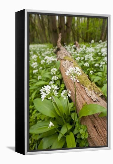 Wild Garlic - Ramsons (Allium Ursinum) Flowering in Woodland, Cornwall, England, UK, May-Ross Hoddinott-Framed Premier Image Canvas