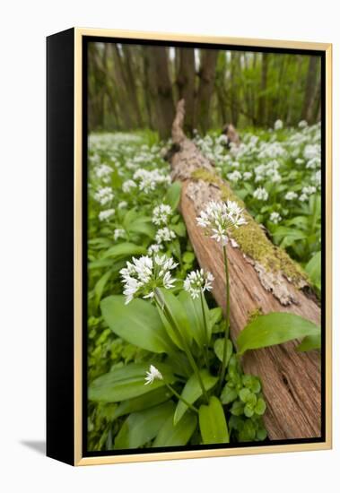 Wild Garlic - Ramsons (Allium Ursinum) Flowering in Woodland, Cornwall, England, UK, May-Ross Hoddinott-Framed Premier Image Canvas