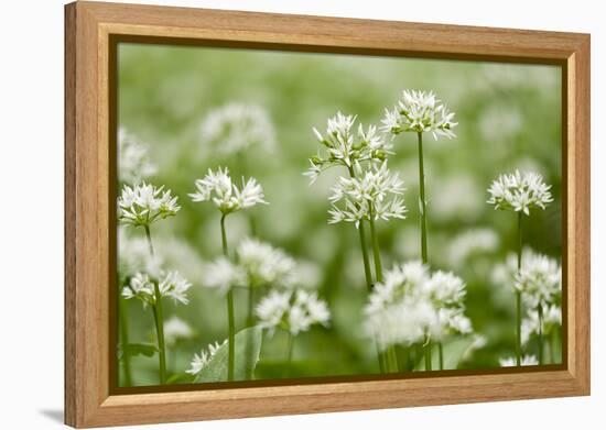 Wild Garlic - Ramsons (Allium Ursinum) Flowering in Woodland, Cornwall, England, UK, May-Ross Hoddinott-Framed Premier Image Canvas