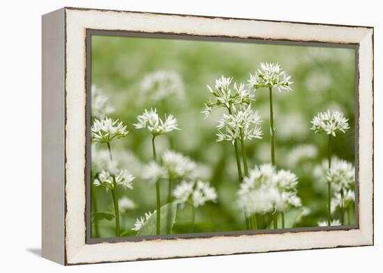 Wild Garlic - Ramsons (Allium Ursinum) Flowering in Woodland, Cornwall, England, UK, May-Ross Hoddinott-Framed Premier Image Canvas