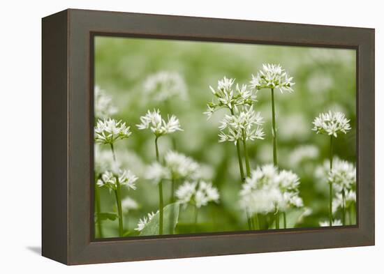 Wild Garlic - Ramsons (Allium Ursinum) Flowering in Woodland, Cornwall, England, UK, May-Ross Hoddinott-Framed Premier Image Canvas