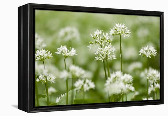 Wild Garlic - Ramsons (Allium Ursinum) Flowering in Woodland, Cornwall, England, UK, May-Ross Hoddinott-Framed Premier Image Canvas