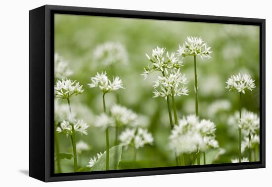 Wild Garlic - Ramsons (Allium Ursinum) Flowering in Woodland, Cornwall, England, UK, May-Ross Hoddinott-Framed Premier Image Canvas