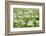 Wild Garlic - Ramsons (Allium Ursinum) Flowering in Woodland, Cornwall, England, UK, May-Ross Hoddinott-Framed Photographic Print