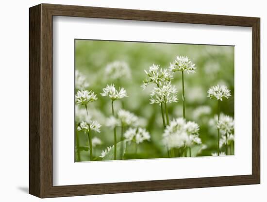 Wild Garlic - Ramsons (Allium Ursinum) Flowering in Woodland, Cornwall, England, UK, May-Ross Hoddinott-Framed Photographic Print