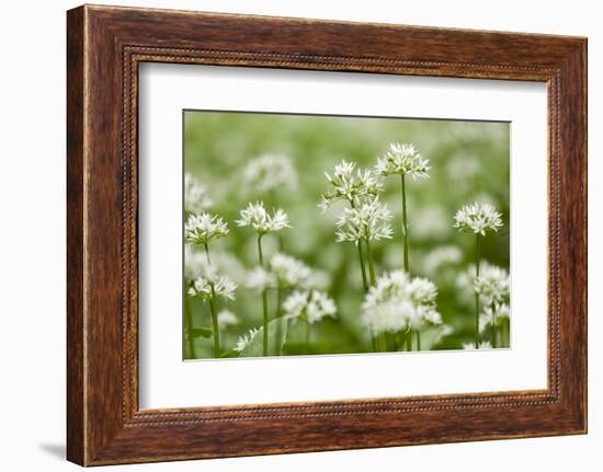 Wild Garlic - Ramsons (Allium Ursinum) Flowering in Woodland, Cornwall, England, UK, May-Ross Hoddinott-Framed Photographic Print