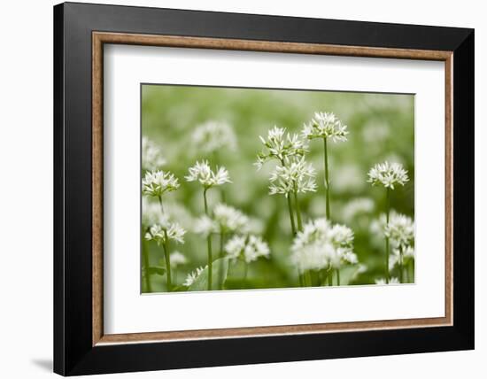 Wild Garlic - Ramsons (Allium Ursinum) Flowering in Woodland, Cornwall, England, UK, May-Ross Hoddinott-Framed Photographic Print