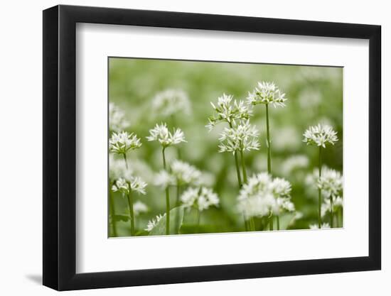 Wild Garlic - Ramsons (Allium Ursinum) Flowering in Woodland, Cornwall, England, UK, May-Ross Hoddinott-Framed Photographic Print