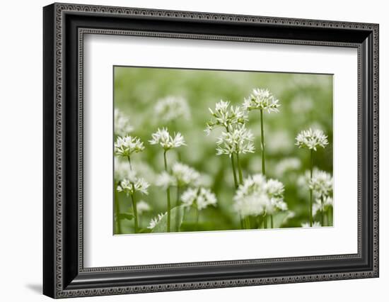 Wild Garlic - Ramsons (Allium Ursinum) Flowering in Woodland, Cornwall, England, UK, May-Ross Hoddinott-Framed Photographic Print