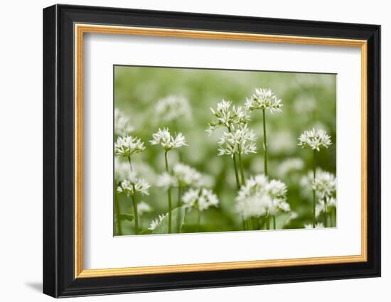 Wild Garlic - Ramsons (Allium Ursinum) Flowering in Woodland, Cornwall, England, UK, May-Ross Hoddinott-Framed Photographic Print