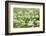 Wild Garlic - Ramsons (Allium Ursinum) Flowering in Woodland, Cornwall, England, UK, May-Ross Hoddinott-Framed Photographic Print