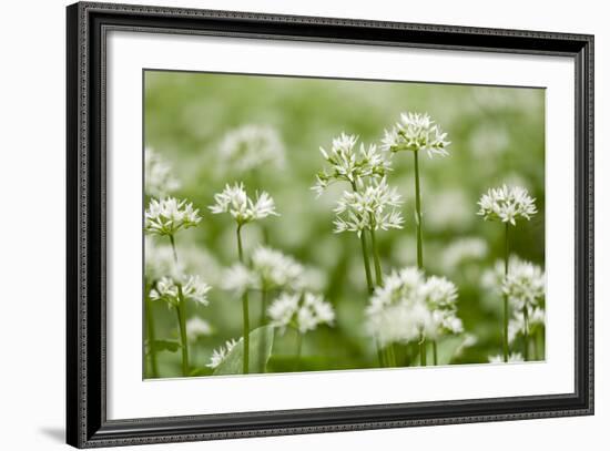 Wild Garlic - Ramsons (Allium Ursinum) Flowering in Woodland, Cornwall, England, UK, May-Ross Hoddinott-Framed Photographic Print