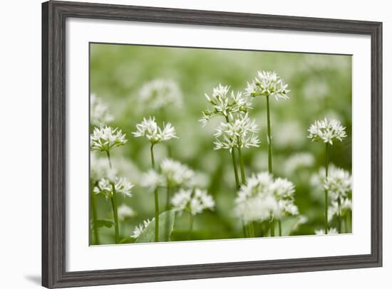 Wild Garlic - Ramsons (Allium Ursinum) Flowering in Woodland, Cornwall, England, UK, May-Ross Hoddinott-Framed Photographic Print