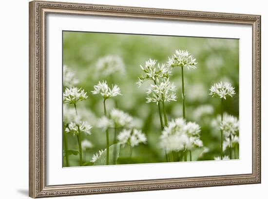 Wild Garlic - Ramsons (Allium Ursinum) Flowering in Woodland, Cornwall, England, UK, May-Ross Hoddinott-Framed Photographic Print