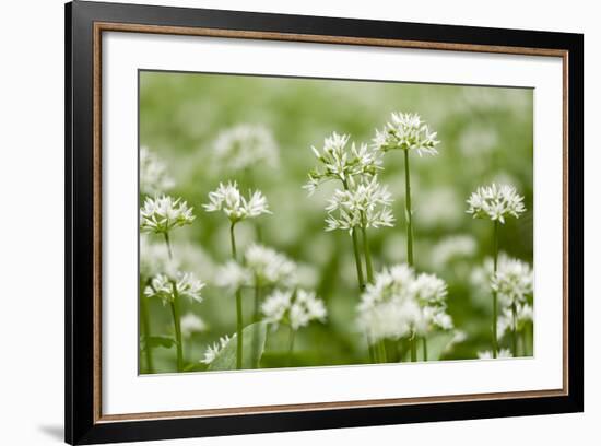 Wild Garlic - Ramsons (Allium Ursinum) Flowering in Woodland, Cornwall, England, UK, May-Ross Hoddinott-Framed Photographic Print