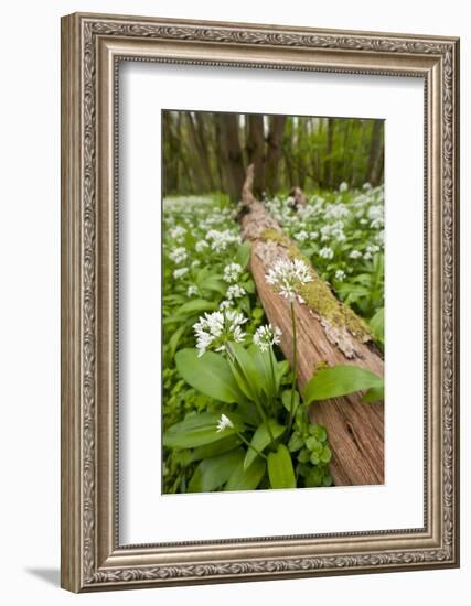 Wild Garlic - Ramsons (Allium Ursinum) Flowering in Woodland, Cornwall, England, UK, May-Ross Hoddinott-Framed Photographic Print