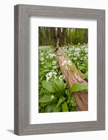 Wild Garlic - Ramsons (Allium Ursinum) Flowering in Woodland, Cornwall, England, UK, May-Ross Hoddinott-Framed Photographic Print