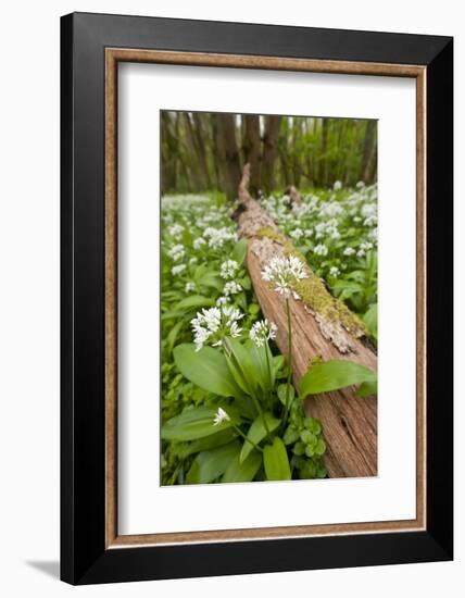 Wild Garlic - Ramsons (Allium Ursinum) Flowering in Woodland, Cornwall, England, UK, May-Ross Hoddinott-Framed Photographic Print