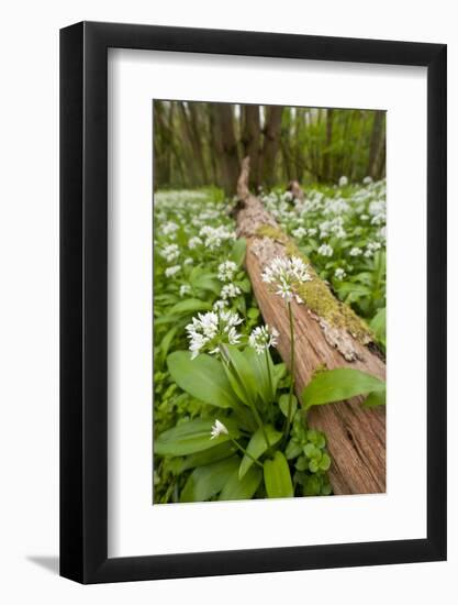 Wild Garlic - Ramsons (Allium Ursinum) Flowering in Woodland, Cornwall, England, UK, May-Ross Hoddinott-Framed Photographic Print