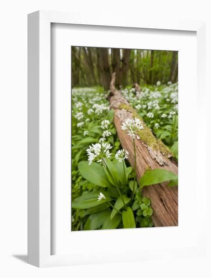 Wild Garlic - Ramsons (Allium Ursinum) Flowering in Woodland, Cornwall, England, UK, May-Ross Hoddinott-Framed Photographic Print