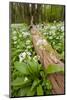 Wild Garlic - Ramsons (Allium Ursinum) Flowering in Woodland, Cornwall, England, UK, May-Ross Hoddinott-Mounted Photographic Print