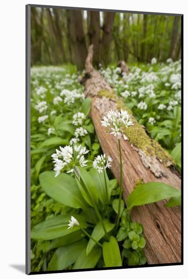 Wild Garlic - Ramsons (Allium Ursinum) Flowering in Woodland, Cornwall, England, UK, May-Ross Hoddinott-Mounted Photographic Print